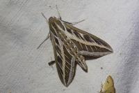 Hyles livornica