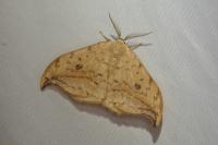 Drepana falcataria