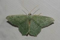 Hemithea aestivaria