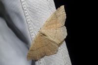 Cyclophora ruficiliaria