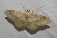Idaea aversata