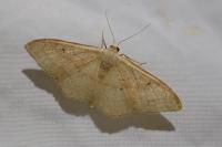 Idaea rubraria