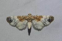 Eupithecia breviculata