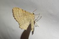 Euchoeca nebulata