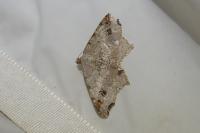 Macaria alternata