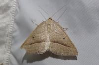 Petrophora chlorosata
