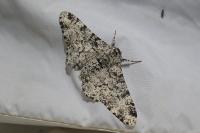 Biston betularia