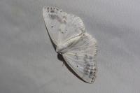 Lomographa temerata