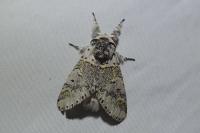 Furcula furcula