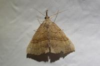 Hypena proboscidalis