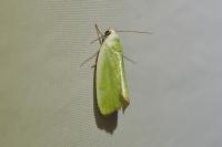 Earias clorana