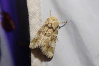 Eremobia ochroleuca