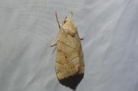 Cosmia trapezina