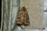 Ipimorpha retusa