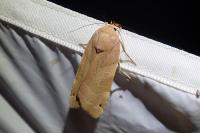 Noctua fimbriata