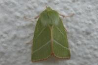 Pseudoips prasinanus