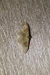 Idaea degeneraria