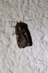 Xestia c-nigrum