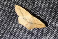 Scopula imitaria