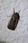 Ochropleura leucogaster