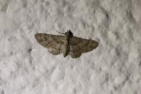 Gymnoscelis rufifasciata