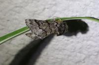 Thaumetopoea pityocampa