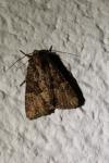 Mesapamea secalella/secalis