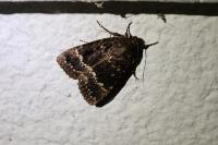 Amphipyra pyramidea