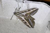 Hyles livornica
