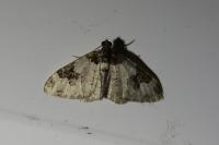 Xanthorhoe fluctuata