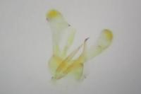 Parornix torquillella