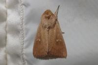 Mythimna ferrago
