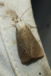 Calamotropha paludella