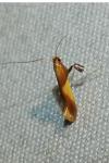 Caloptilia robustella
