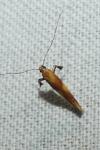 Caloptilia robustella