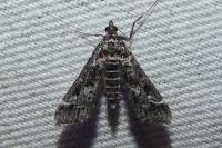 Diasemiopsis ramburialis