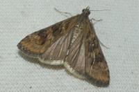 Nomophila noctuella