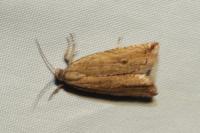 Bactra
