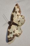 Lomaspilis marginata