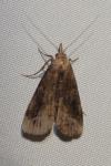 Schrankia costaestrigalis
