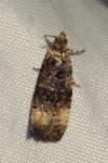 Endothenia gentianaeana/marginana/oblongana