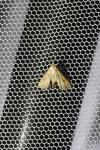 Cataclysta lemnata