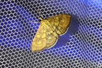 Anania verbascalis