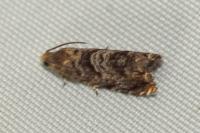 Grapholita janthinana