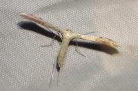 Adaina microdactyla
