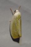 Earias clorana