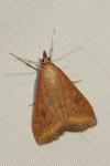 Udea ferrugalis