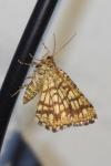 Chiasmia clathrata