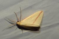 Rhodometra sacraria