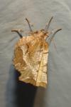 Selenia dentaria